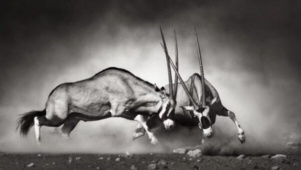Lighting Techniques for Black and White Animal Photography