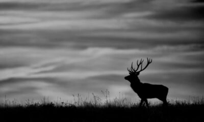 black and white animal photography