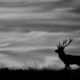 black and white animal photography
