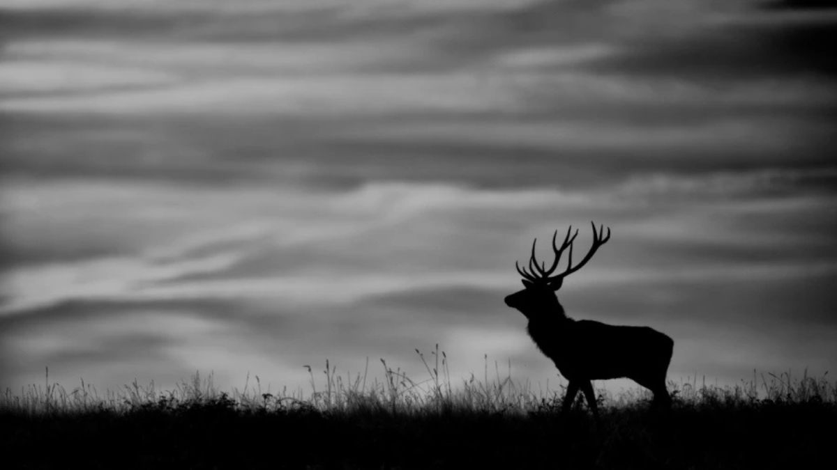 black and white animal photography