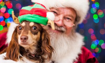 santa pet photography