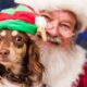 santa pet photography