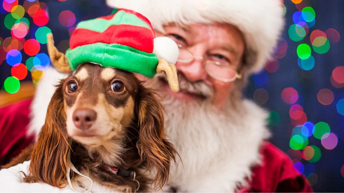 santa pet photography