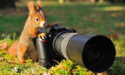 wildlife photography