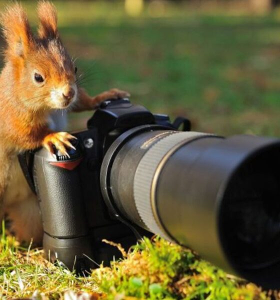 wildlife photography