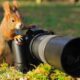 wildlife photography