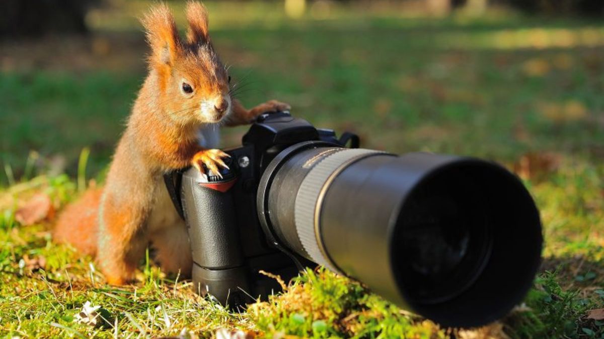 wildlife photography
