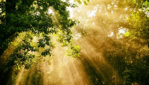 What Is Lighting in Photography?